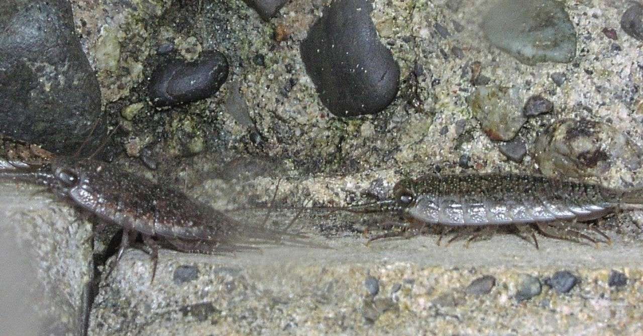 フナムシ 小椋 智貴 Note