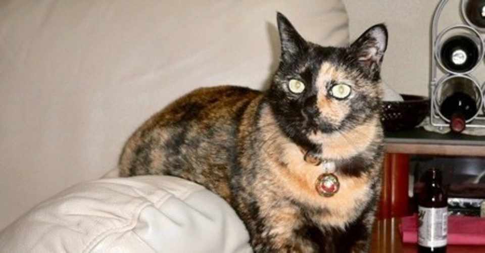 猫と酔っぱらいのブルース 美 里 Note