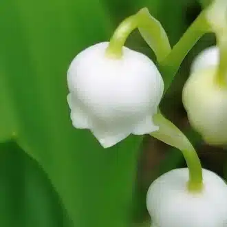 筒井柚羽