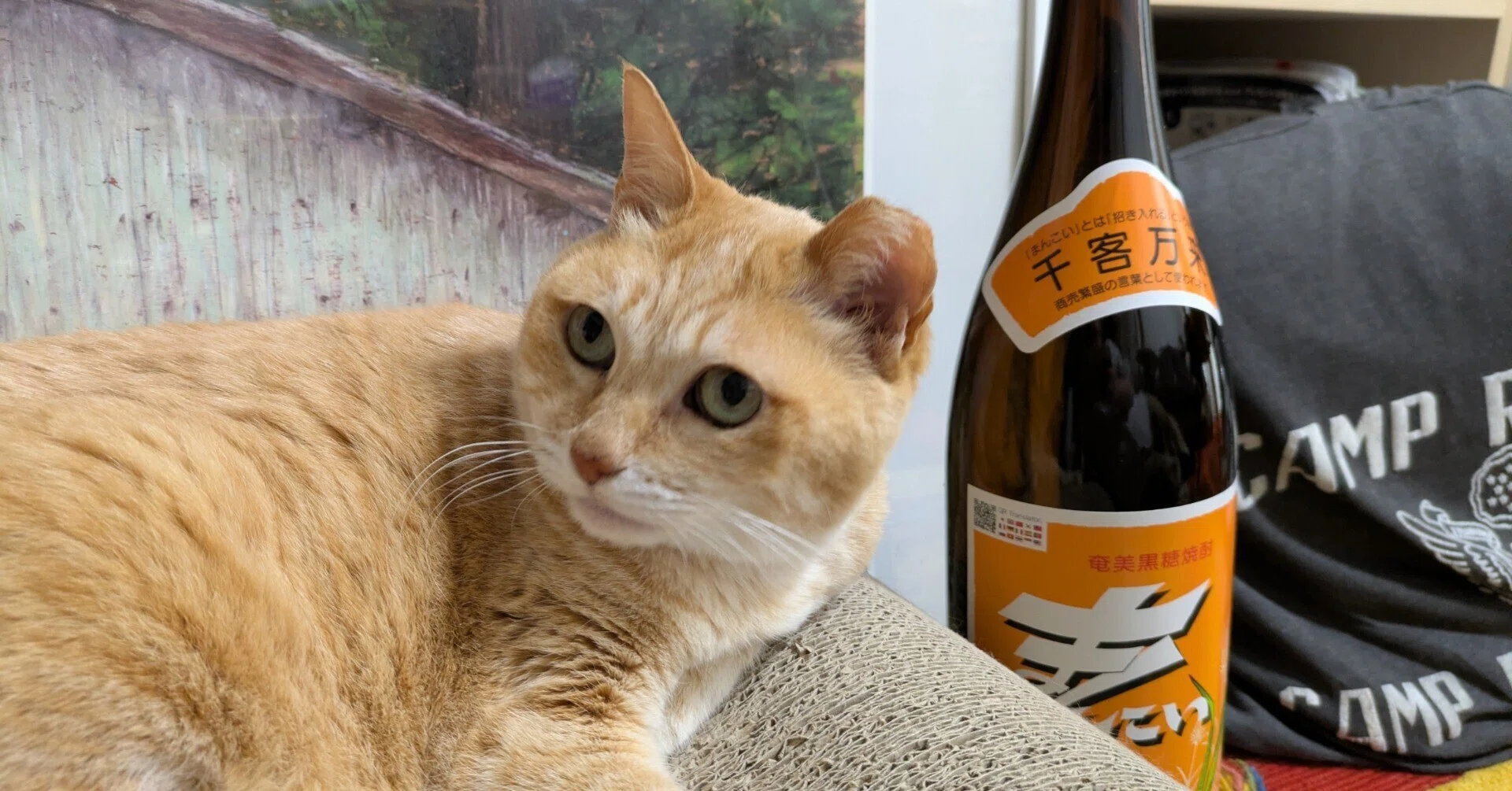 猫と酒】ツメ（メス・10歳）と黒糖焼酎「まんこい」｜猫はお吸い物
