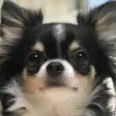 chiwawaken