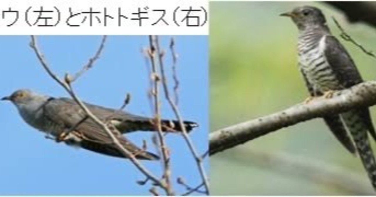 第1059回 カッコウとホトトギス(6回目)｜翆野 大地