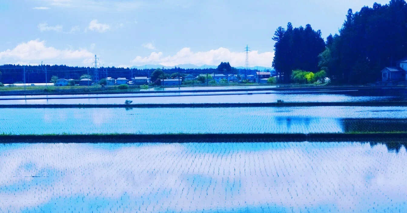 田植えが終わった！ 毎年、同じ景色に飽きない理由｜椿みきこ🌸季節の