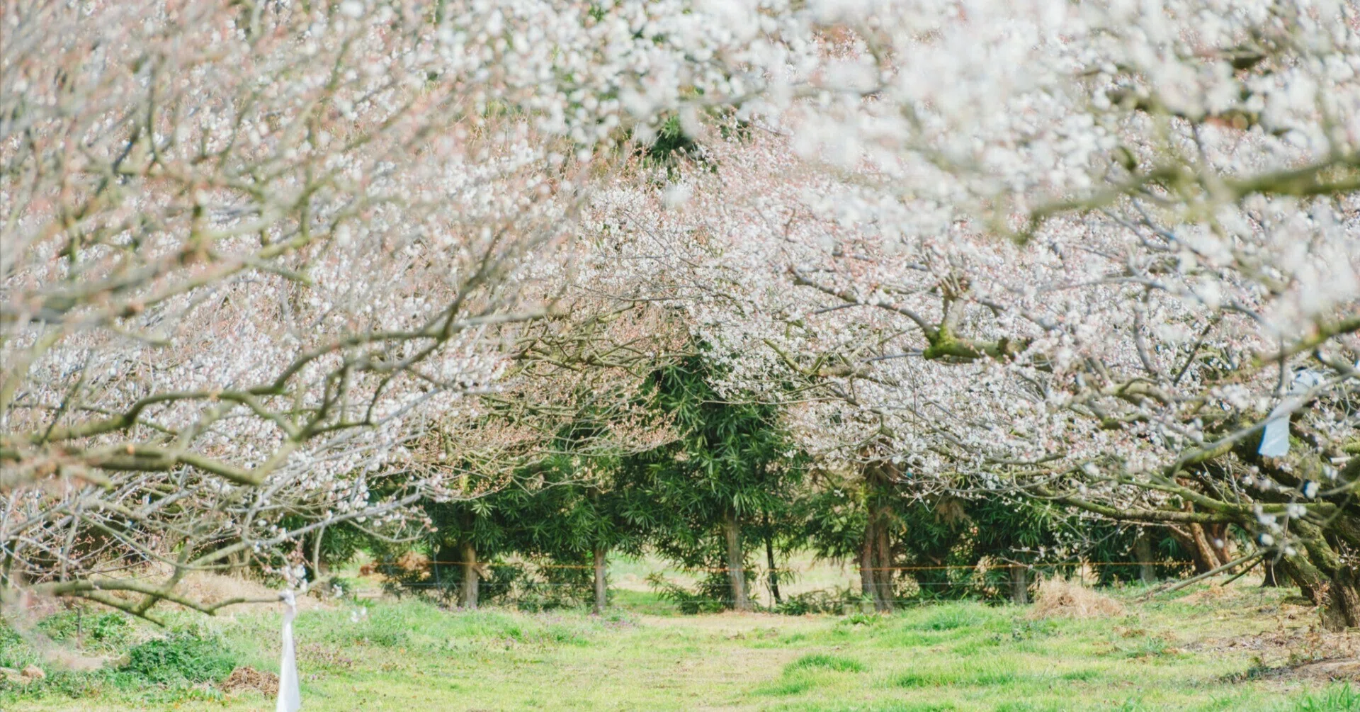 冬に紅梅が咲く 高解像度写真　2Ｌ判写真　4枚　セート 今年の梅の写真たち｜たっくん＠にしのはて