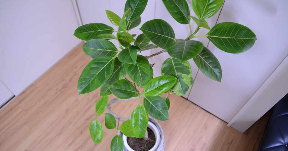 観葉植物を置いたら変わった３つのこと すけさん Note