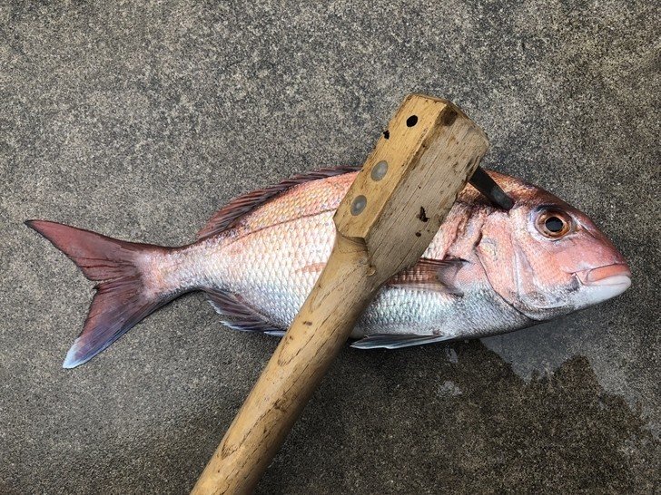 魚によくある 活き〆 って何 みかまん Note