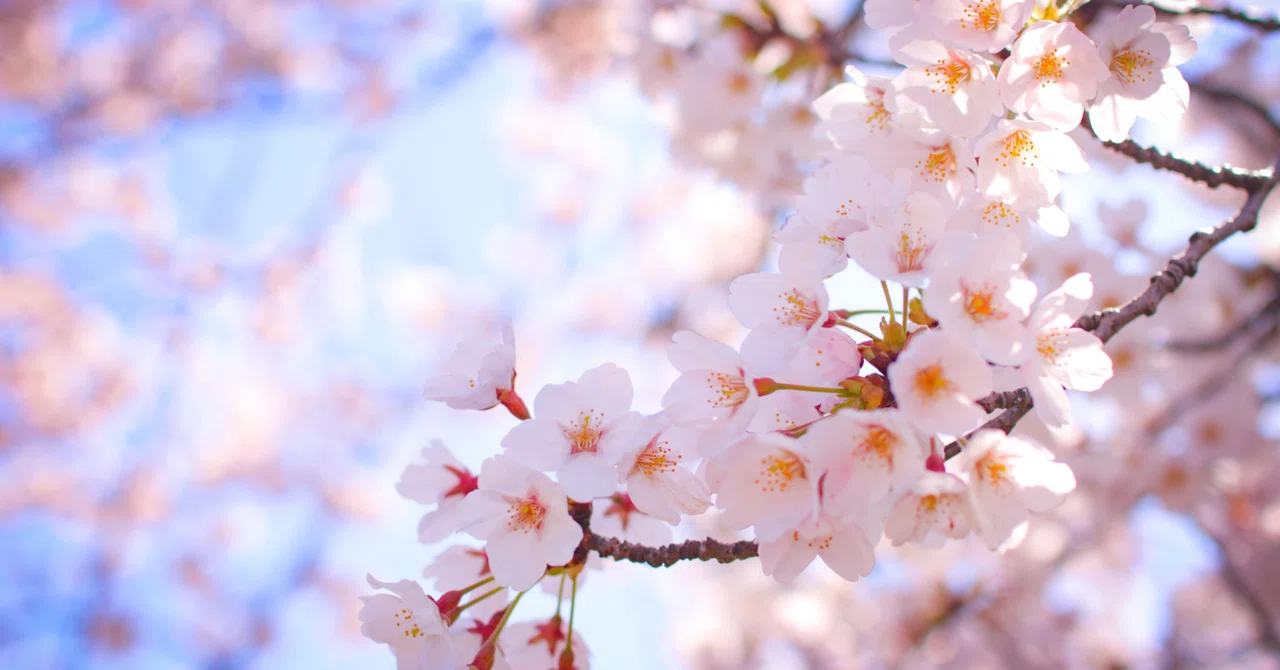 Nagi Using Phone 【Reflections on a Spring of Challenges】~Life of a Part-time Housewife ...