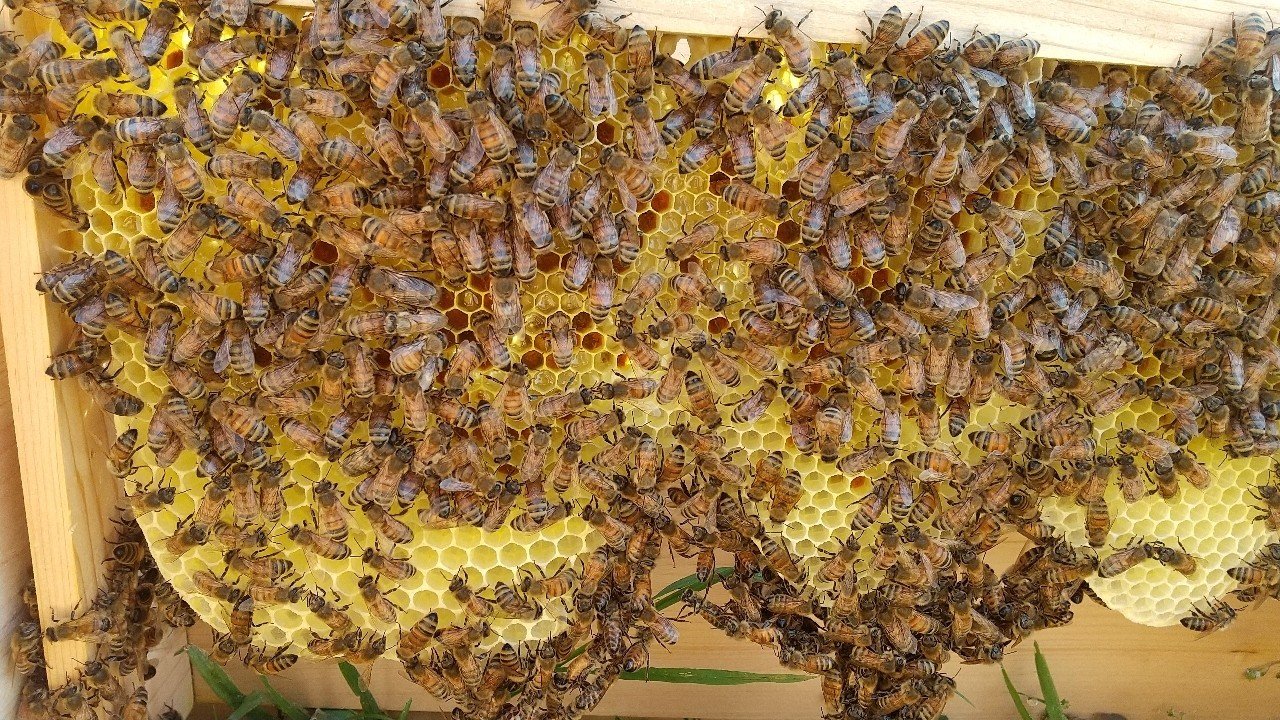 自由が一番？(西洋ミツバチの巣礎なし飼育①)｜ハチ