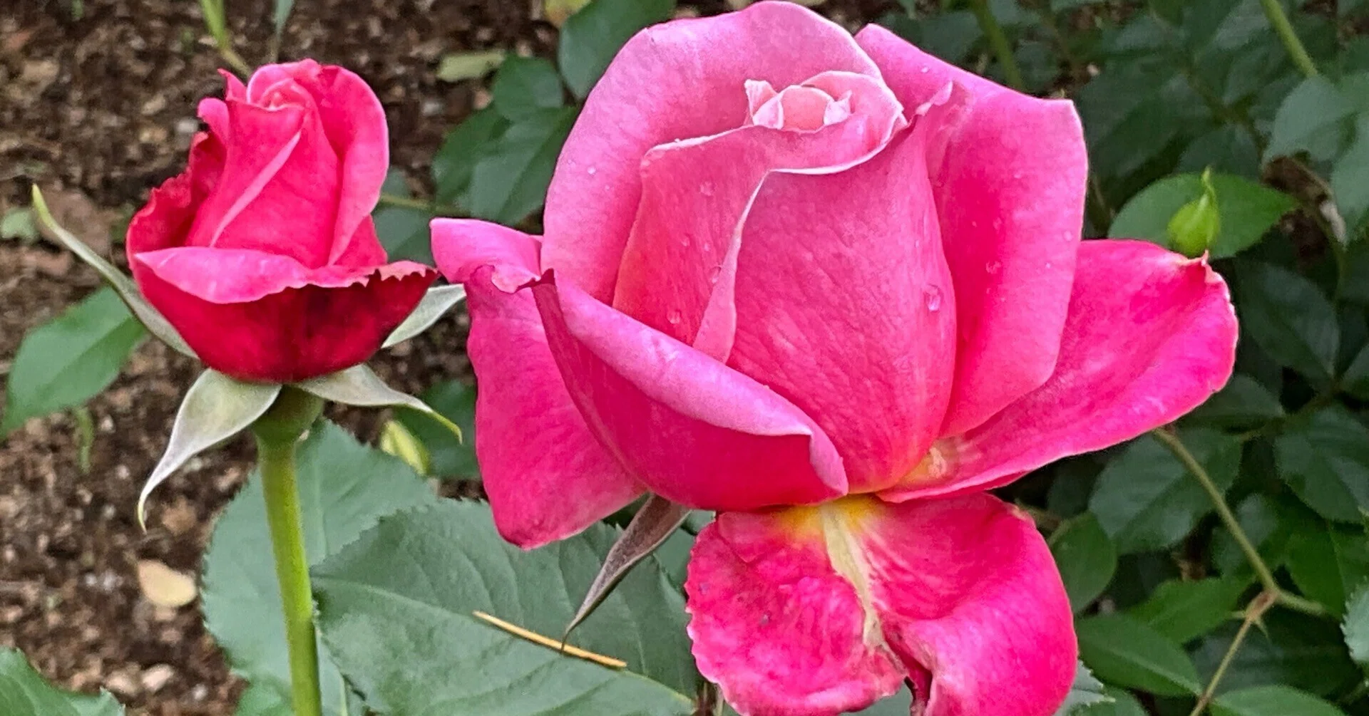 プリンセス・チチブ（京都府立植物園）：2026年5月6日（水）｜藤井秀昭
