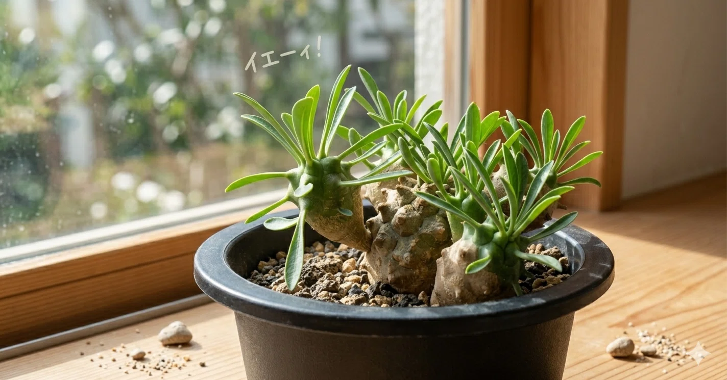 塊根植物は管理が難しい？ユーフォルビア・ガビザン（峨眉山）を調べて 