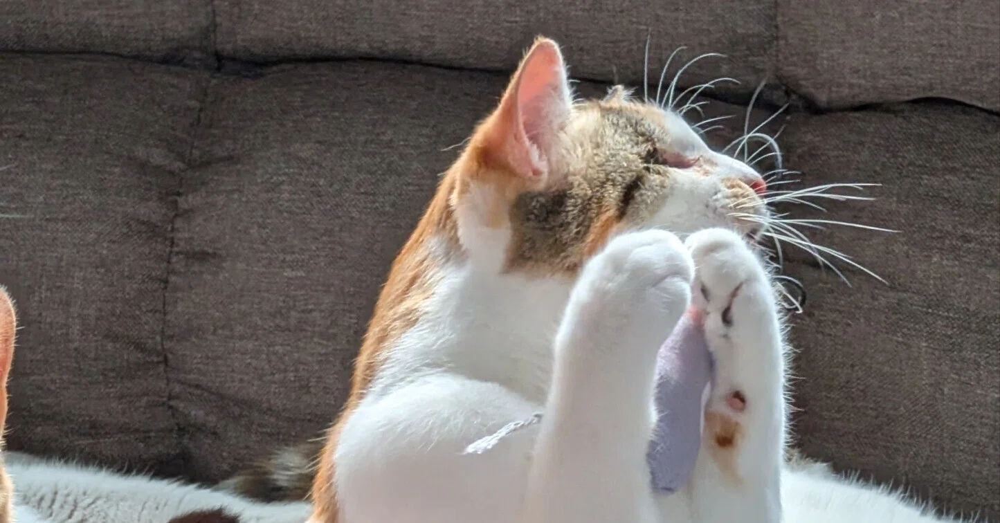 猫と人がつむぐ、やさしい循環。」を掲げて保護猫カフェがオープン