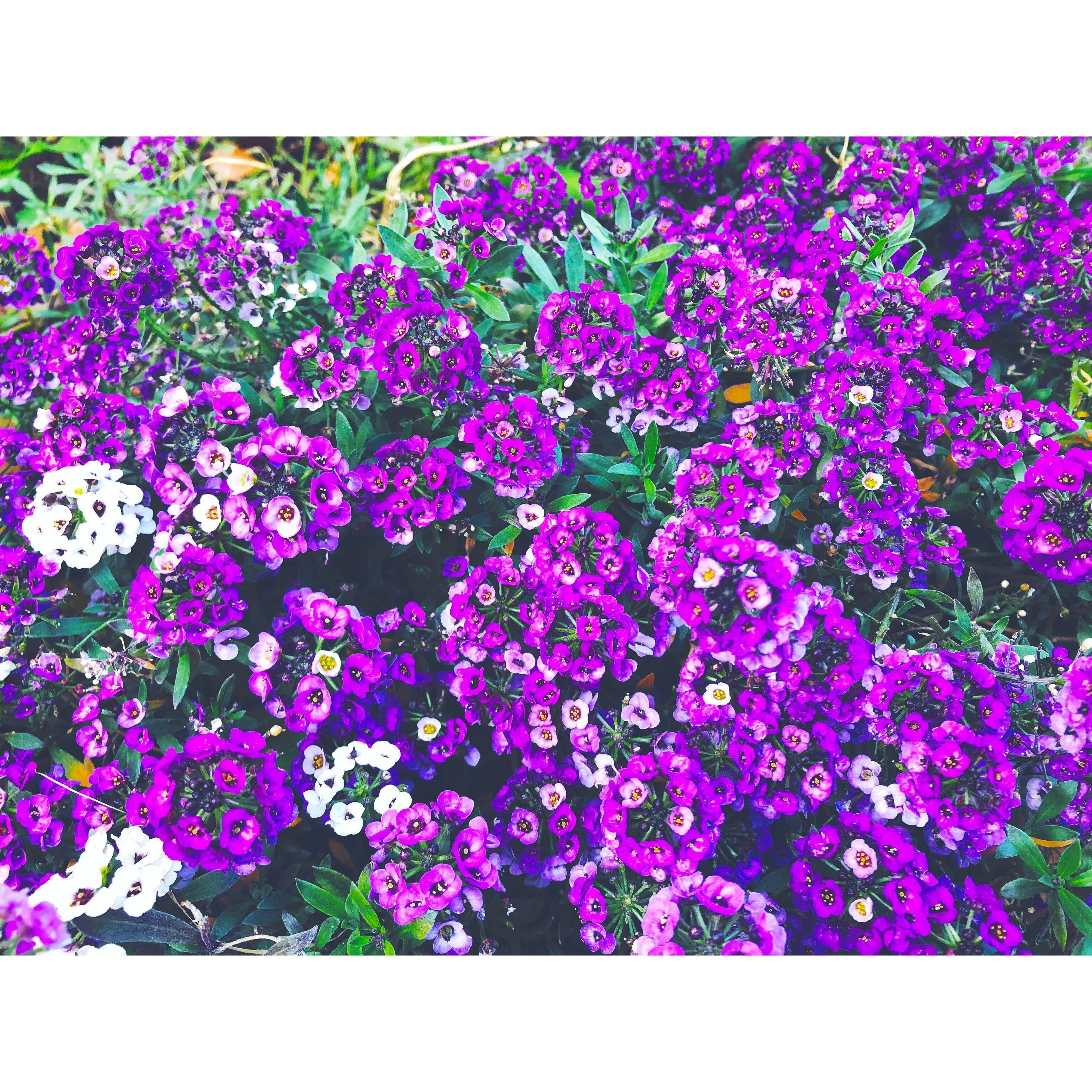 SOLAR PURPLE｜note