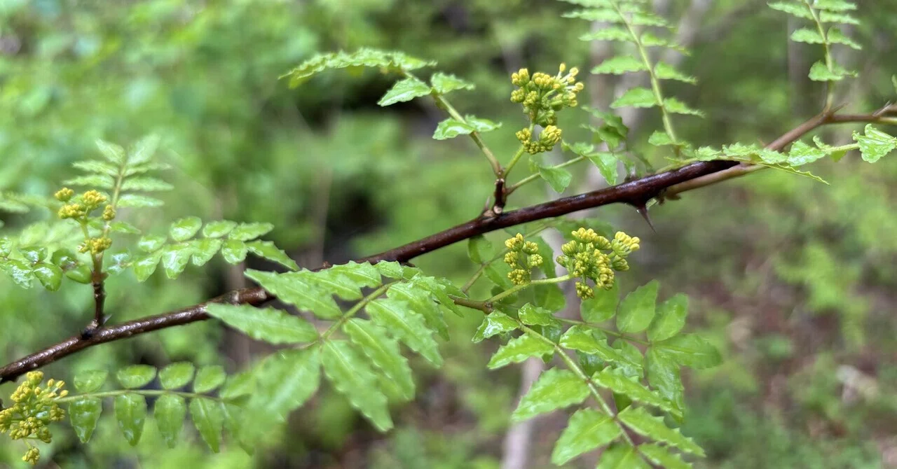 山に自生している山椒の花が咲いたら、それは雄株。花山椒が収穫でき 