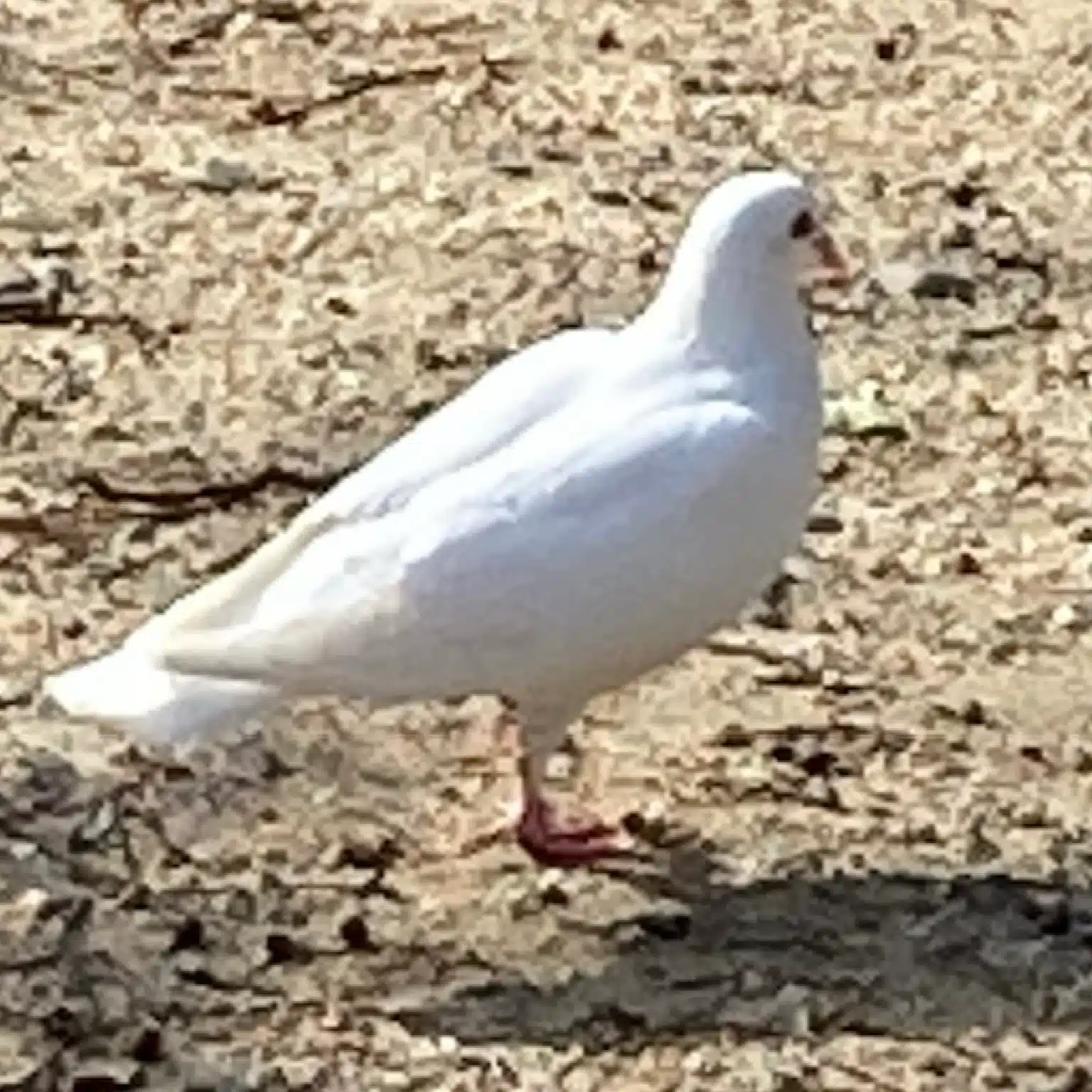 銀鳩