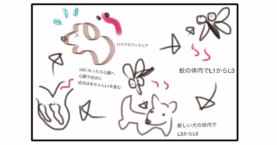 心臓に住む寄生虫 フィラリアのなが い話 獣医さんとやってみよう自由研究 Note