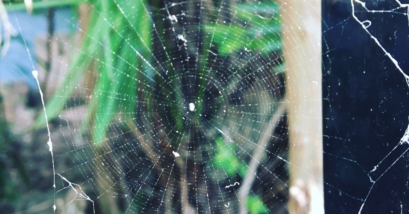 蜘蛛の巣のフィールド Haruka N Note