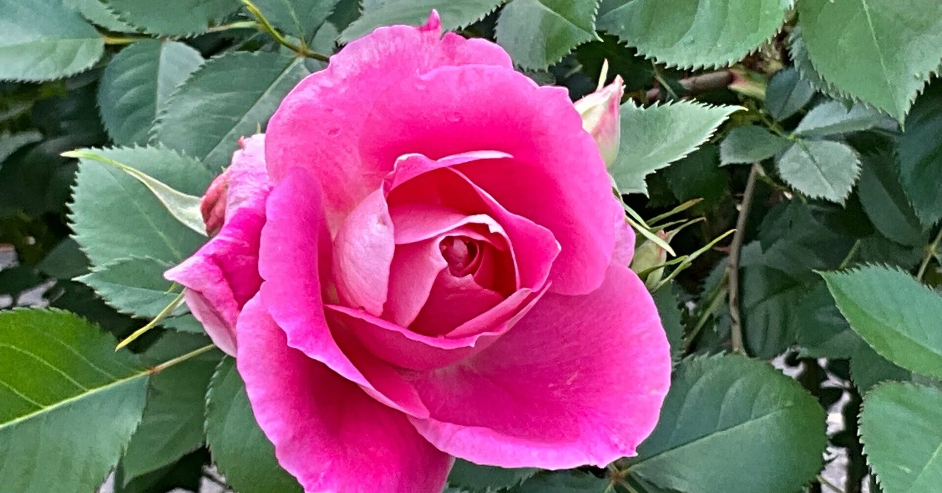 ケアフリー・ワンダー（京都府立植物園）：2026年5月7日（木）｜藤井