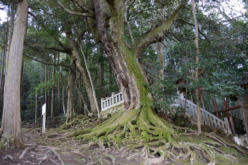 鳥取南部町赤猪岩神社鎮守の森