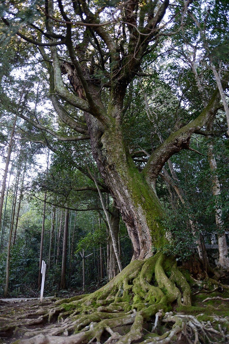 鳥取南部町赤猪岩神社鎮守の森巨木