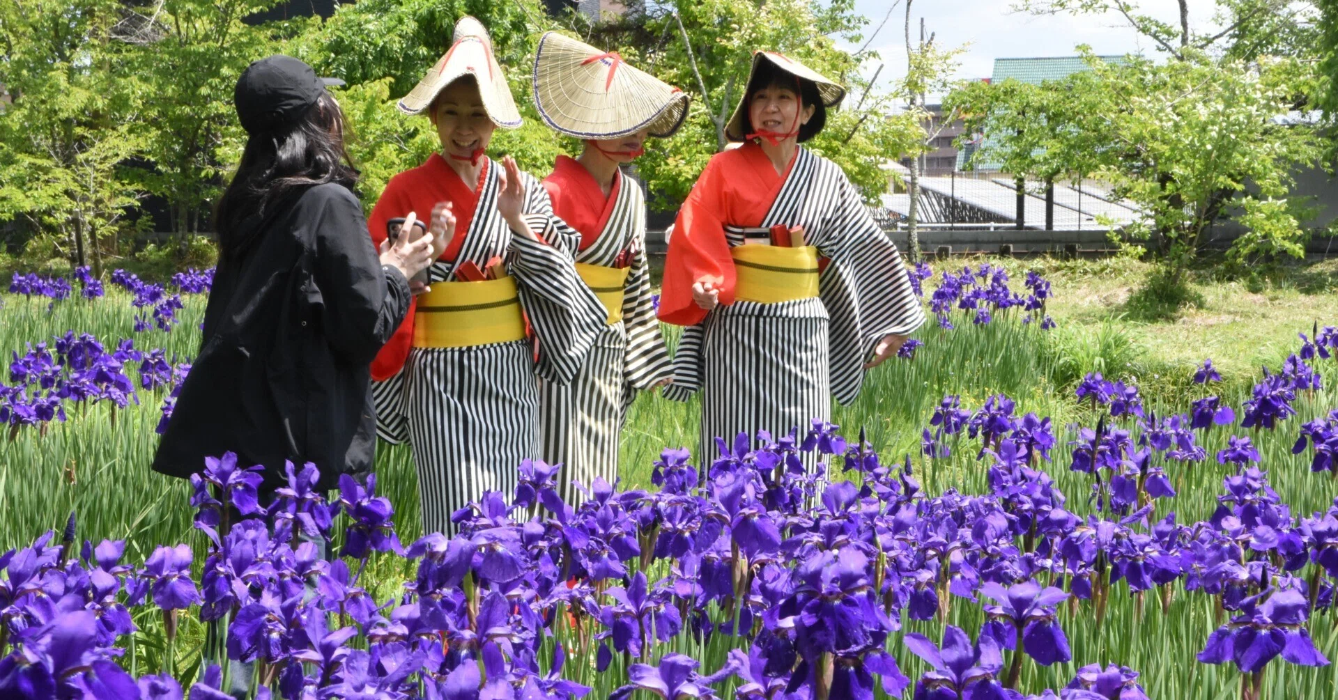 菖蒲、青紫に揺れる 作楽神社で「愛でる会」開幕｜localnewspaper