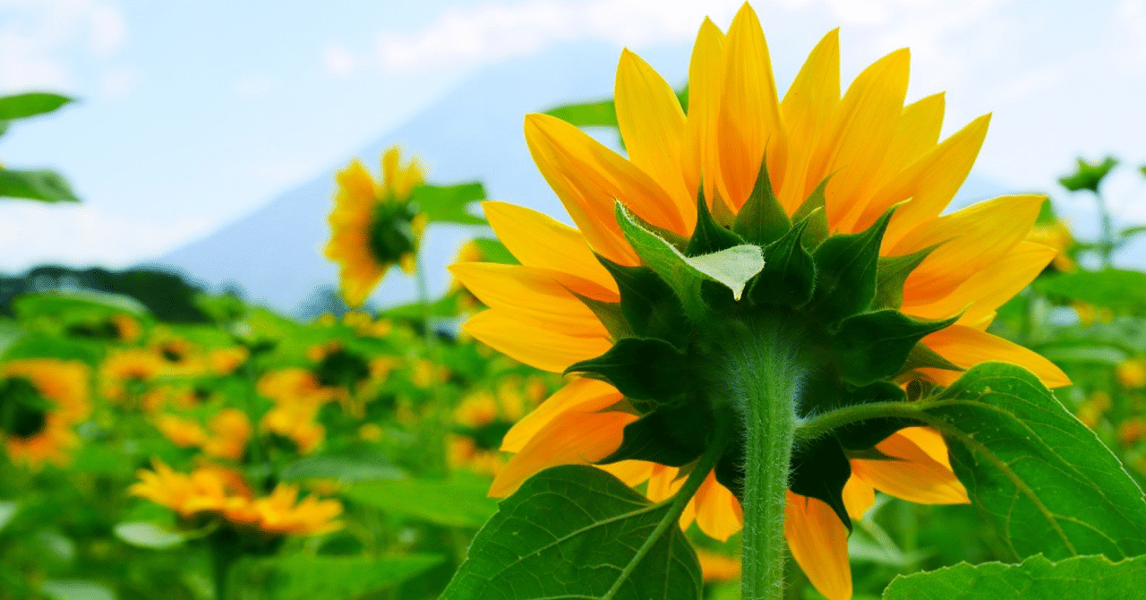エンタメで平和な世界を 山本若奈 Note