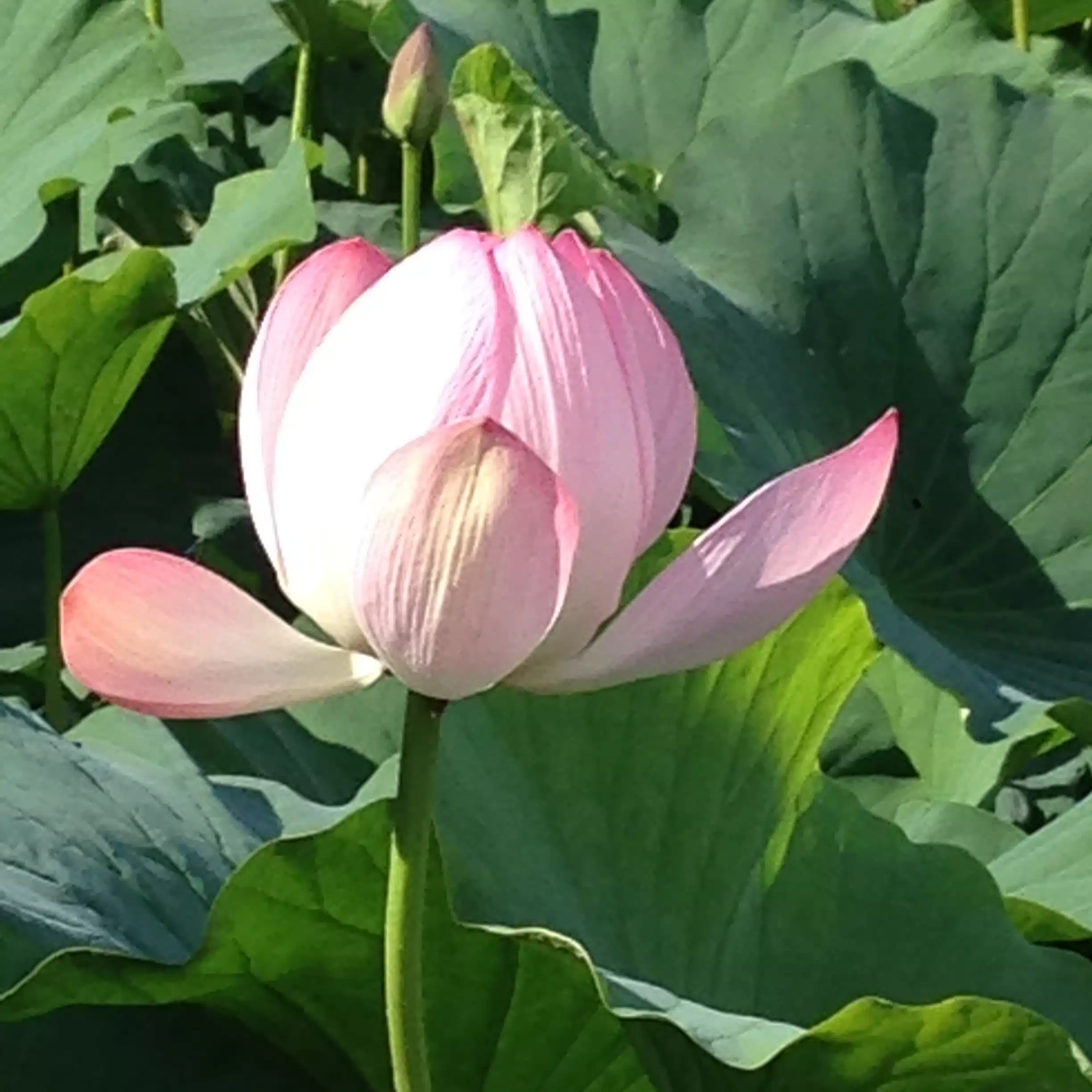 『万物露々』何気ない日常から普遍性を見つける〜気付きの日記〜