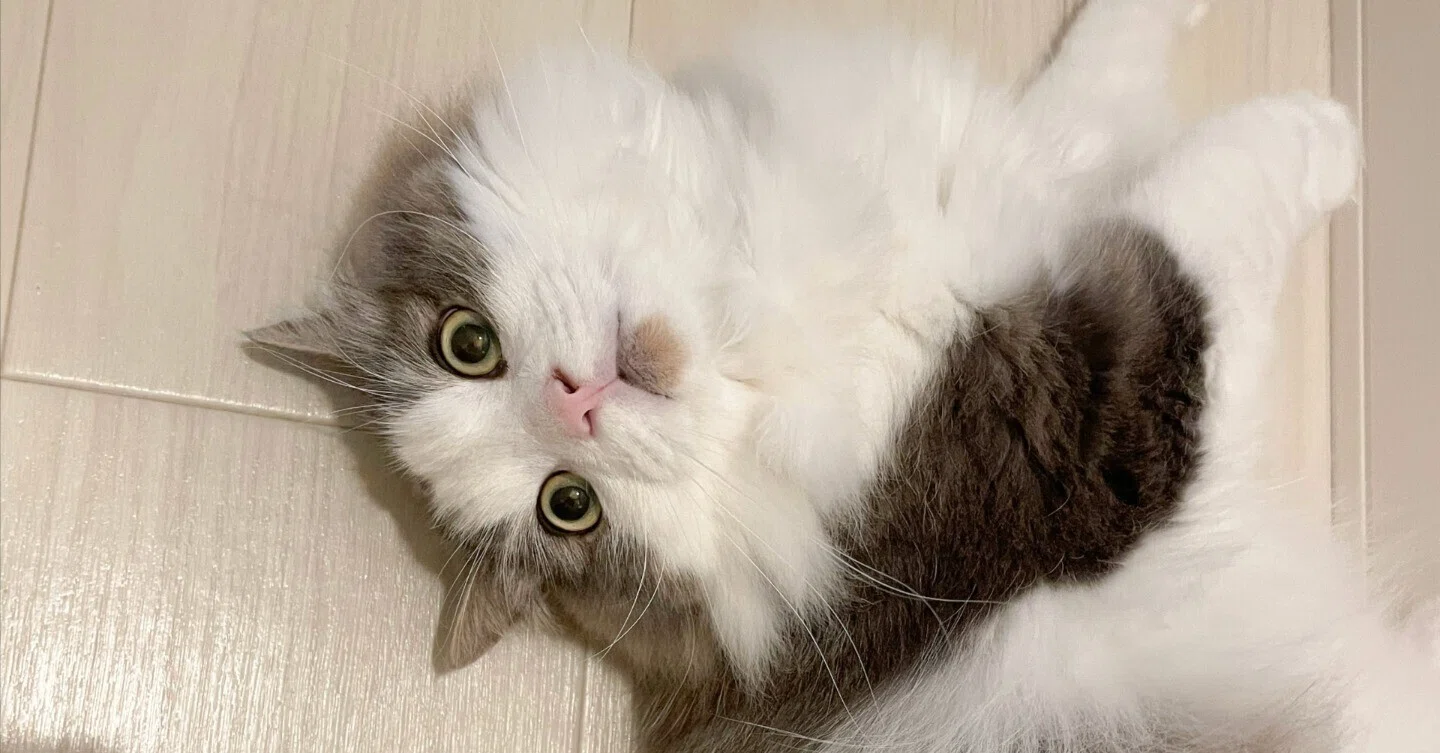 愛猫の好きなとこ｜みちゅねこ
