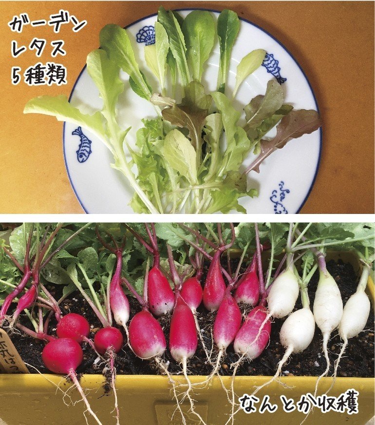 子どもと一緒におうちで初めてみよう 種から育てるプランター菜園 新鮮野菜を手軽にお家で 作っちゃおう 収穫編 ナフコ スタッフ Nafco Staff Note 子どもと一緒におうちで初めてみよう 種から育てるプランター菜園 新鮮野菜を手軽にお家で 作っちゃおう 収穫編 ナフコ スタッフ Nafco Staff Note