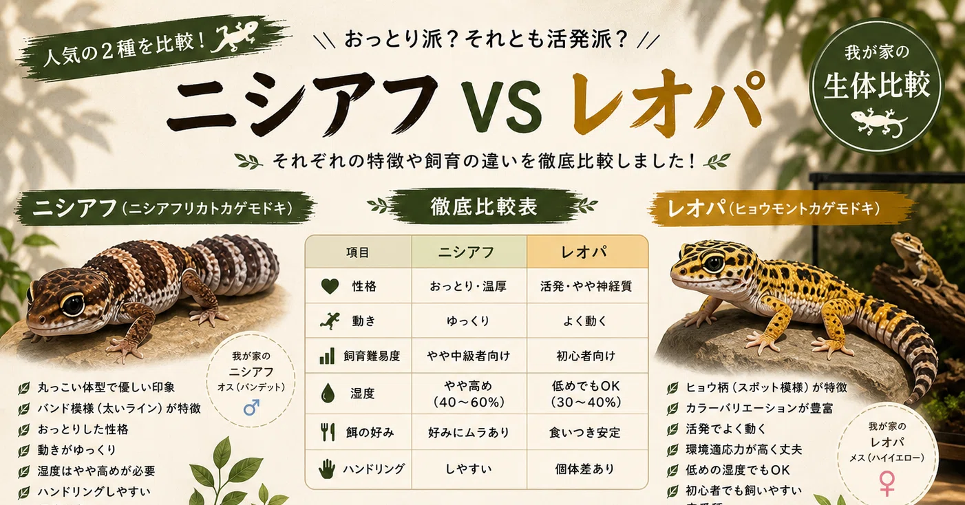 完成版】ニシアフとレオパの違いについて｜マキ爬虫類飼育部屋