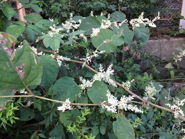 道ばたの雑草で生け花しませんか おおにわなつお Note