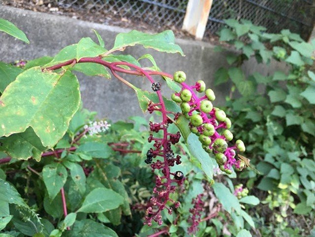 道ばたの雑草で生け花しませんか おおにわなつお Note