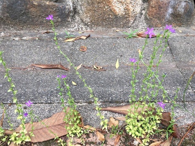道ばたの雑草で生け花しませんか おおにわなつお Note