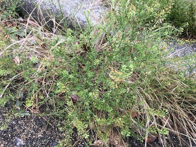 道ばたの雑草で生け花しませんか おおにわなつお Note 道ばたの雑草で生け花しませんか おおにわなつお Note