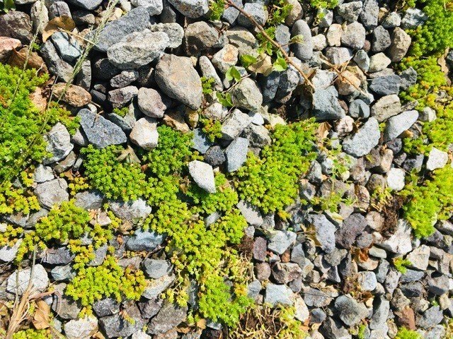 マンネングサ 多肉植物 を見たことがありますか 植物に関心がなくても知って欲しい事 Moriko Forestchild Note