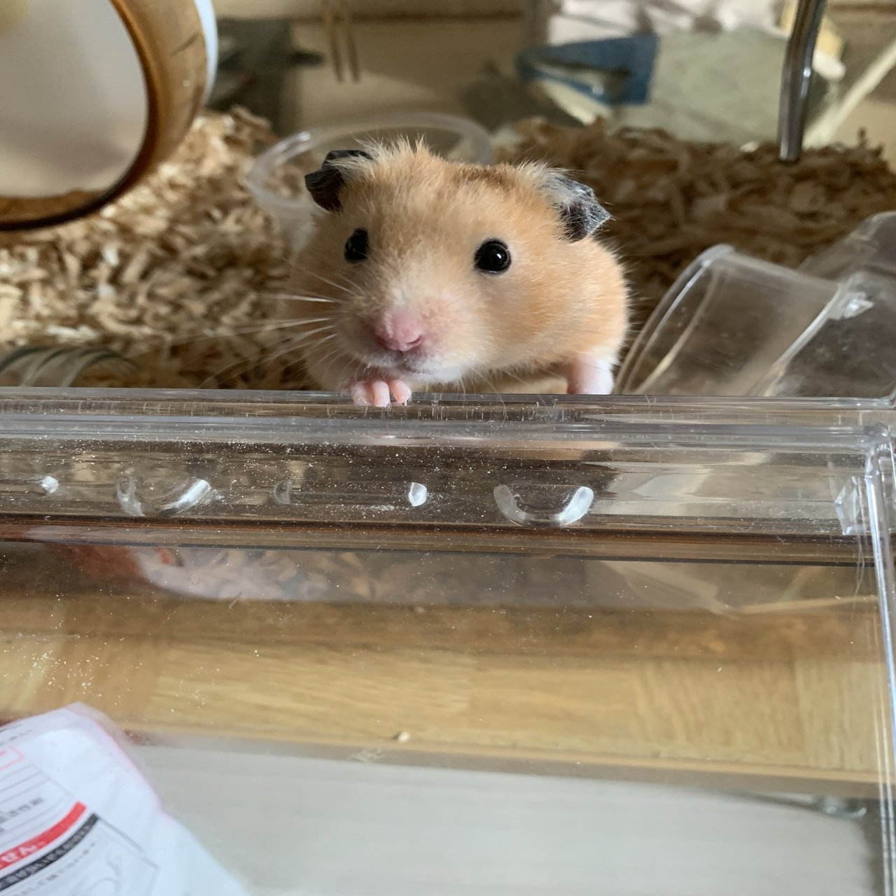 僕のハムスター見てください。｜ドンデコルテ 小橋