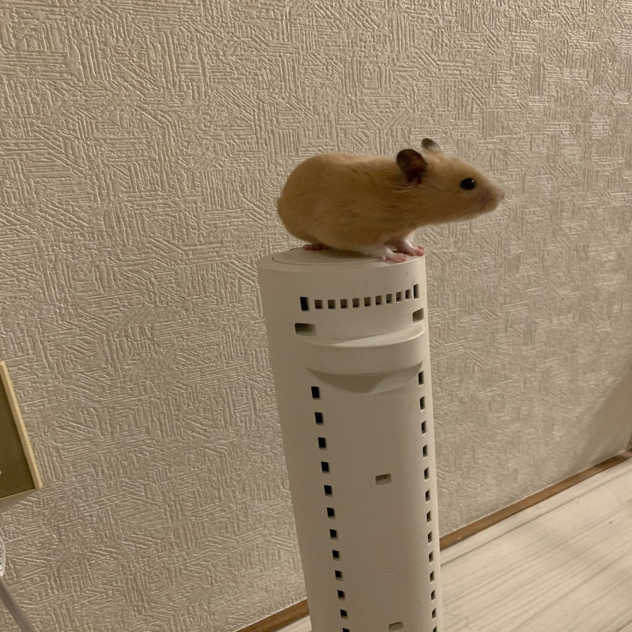 僕のハムスター見てください。｜ドンデコルテ 小橋