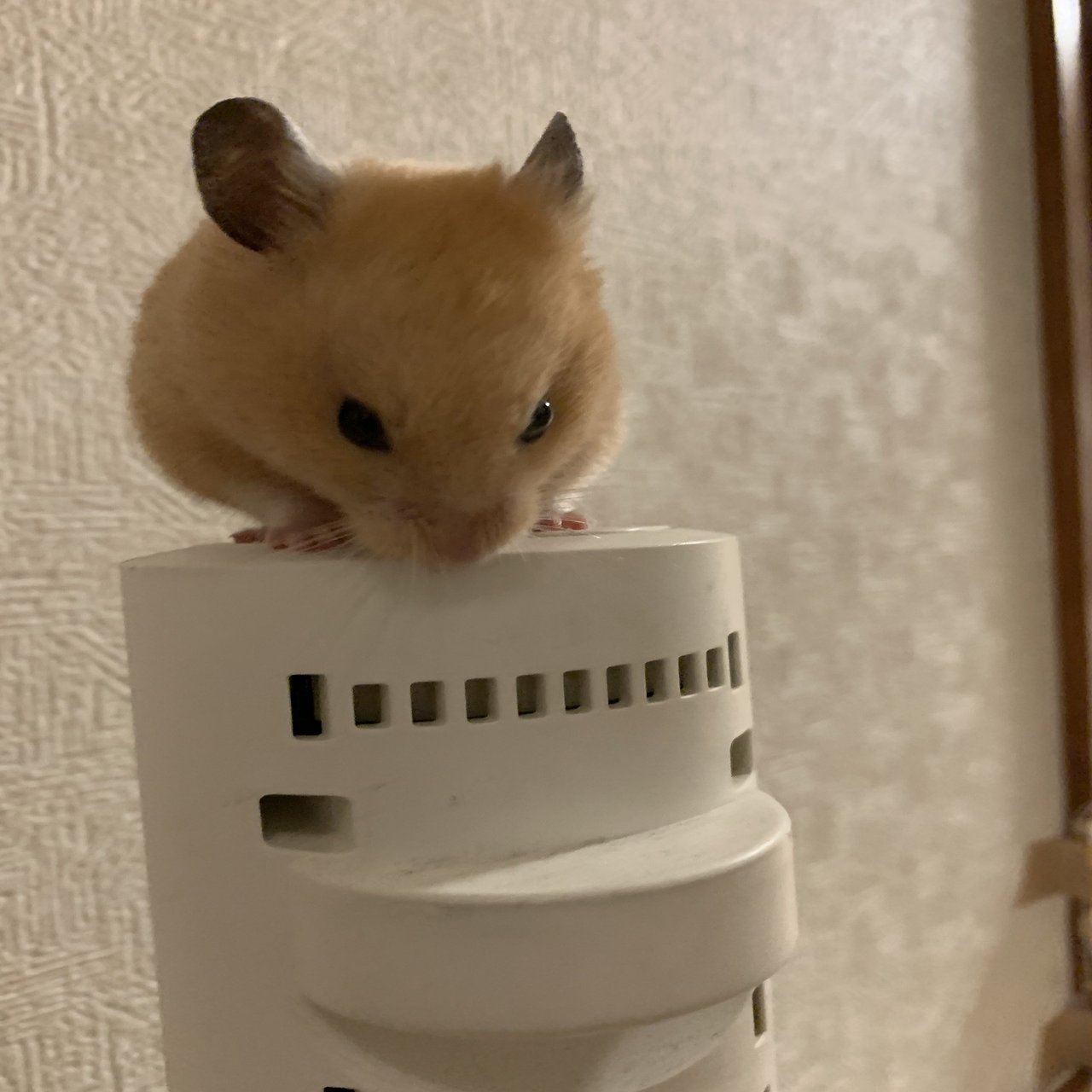 僕のハムスター見てください。｜ドンデコルテ 小橋