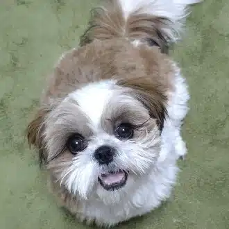 あんこ