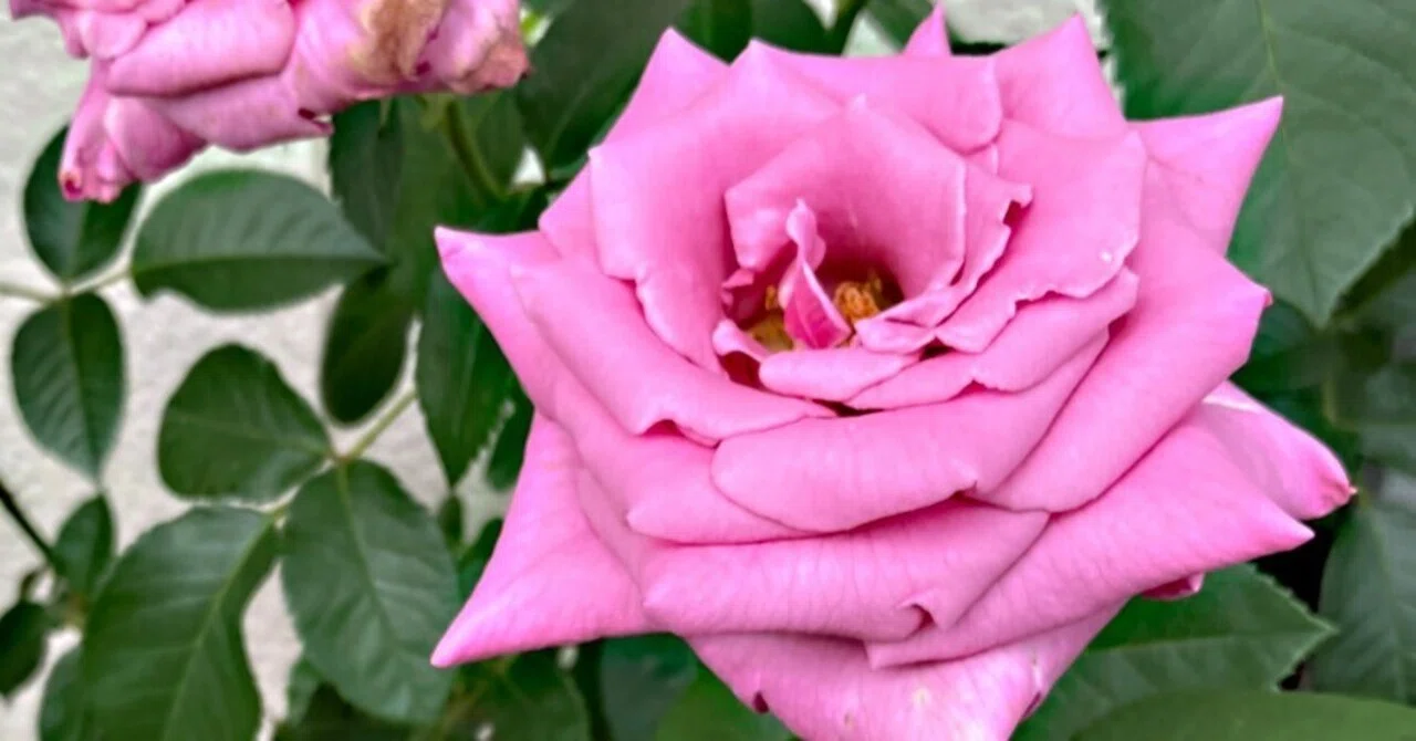 自宅の薔薇が咲き始めました｜Ijin（維人）