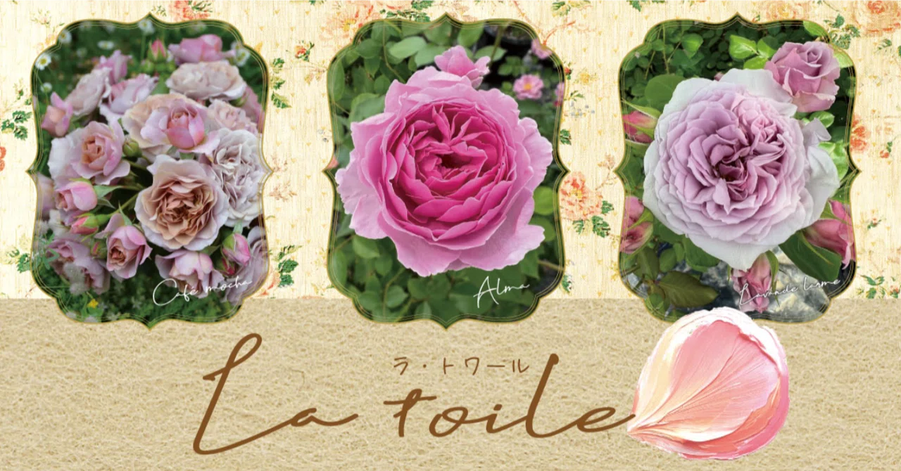 河本バラ園の【ラ・トワール】シリーズについて｜sou｜バラのお話🌹