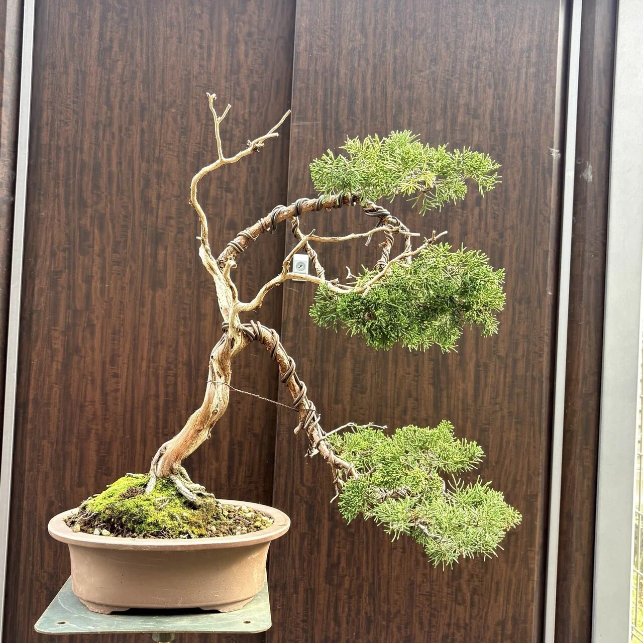 盆栽#44吹き流し樹形へ〜完成〜｜natural margins-盆佳庵-