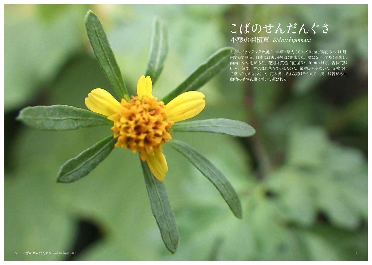 せ そ の花 Taku Note せ そ の花 Taku Note