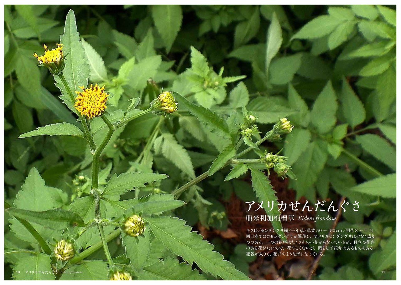 せ そ の花 Taku Note せ そ の花 Taku Note