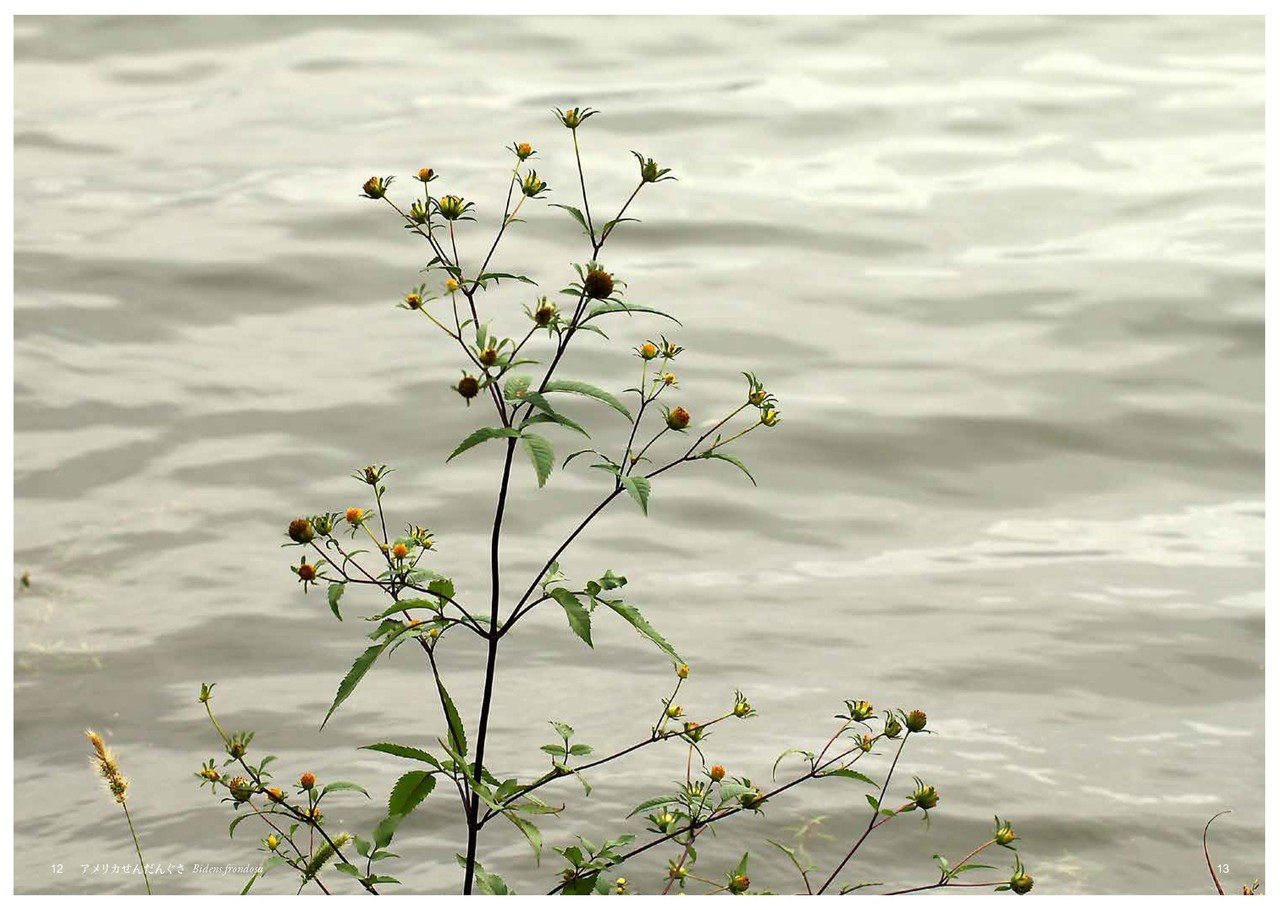 せ そ の花 Taku Note せ そ の花 Taku Note