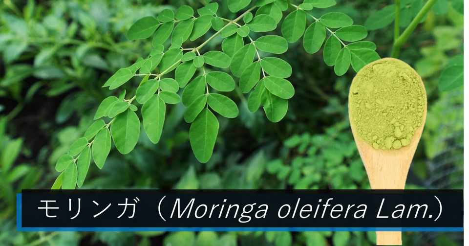 奇跡の木 モリンガ は地球を救える Mitora Note