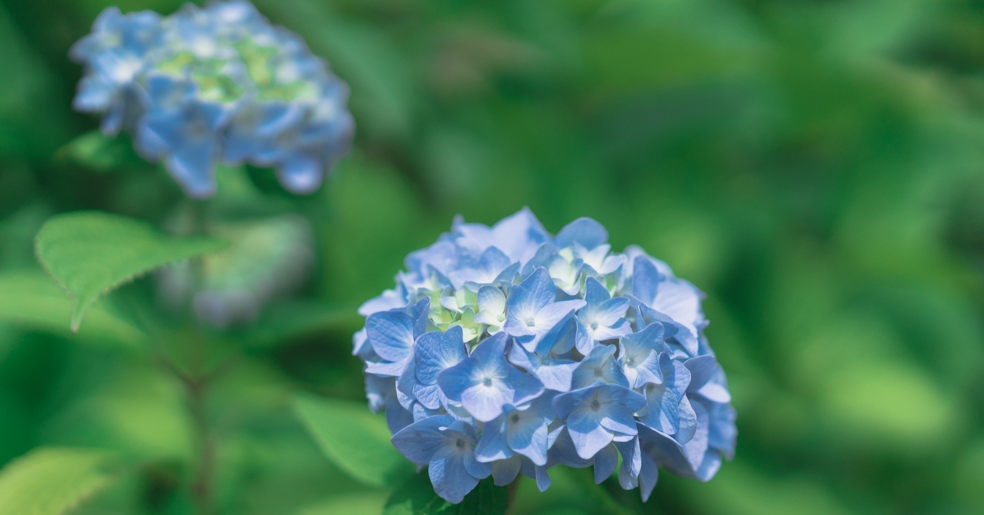 日記 紫陽花と日焼けとクリップオンストロボ Moira Note 日記 紫陽花と日焼けとクリップオンストロボ Moira Note