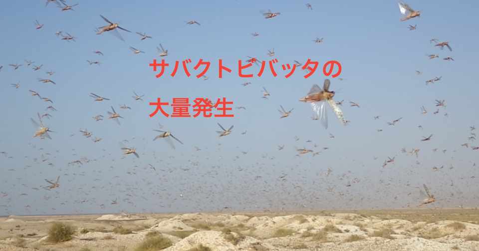 バッタ大発生 蝗害 の恐怖 バッタを倒しにアフリカへ まえがき公開 光文社新書