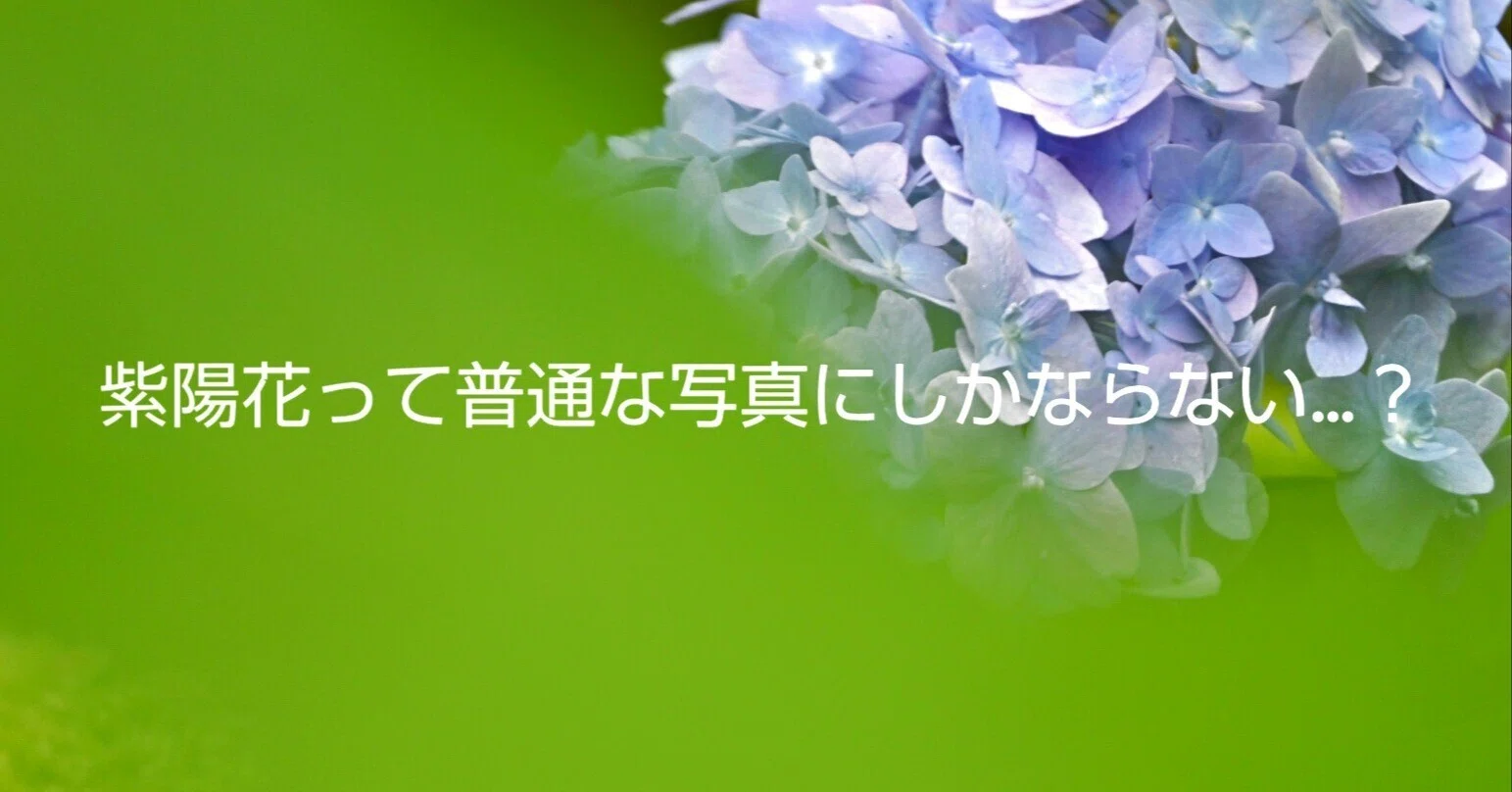紫陽花って普通な写真にしかならない…？｜kazukame12