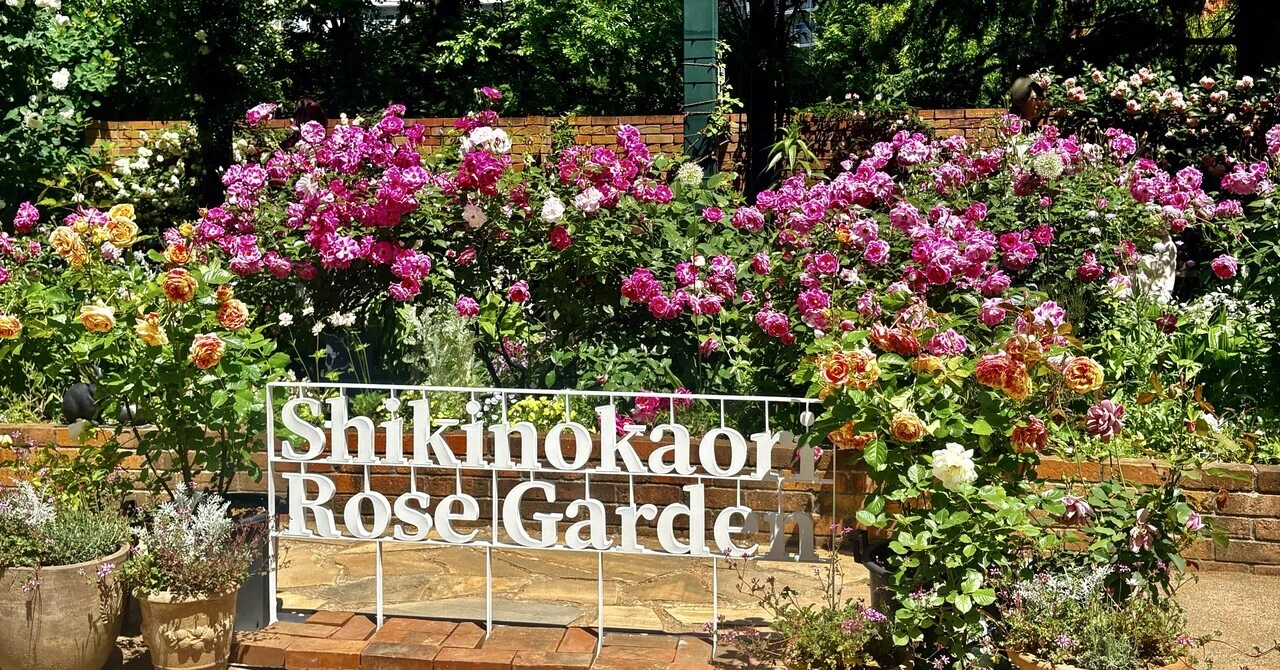 撮れたての薔薇をお届けいたします！四季の香ローズガーデン🌹in光が丘
