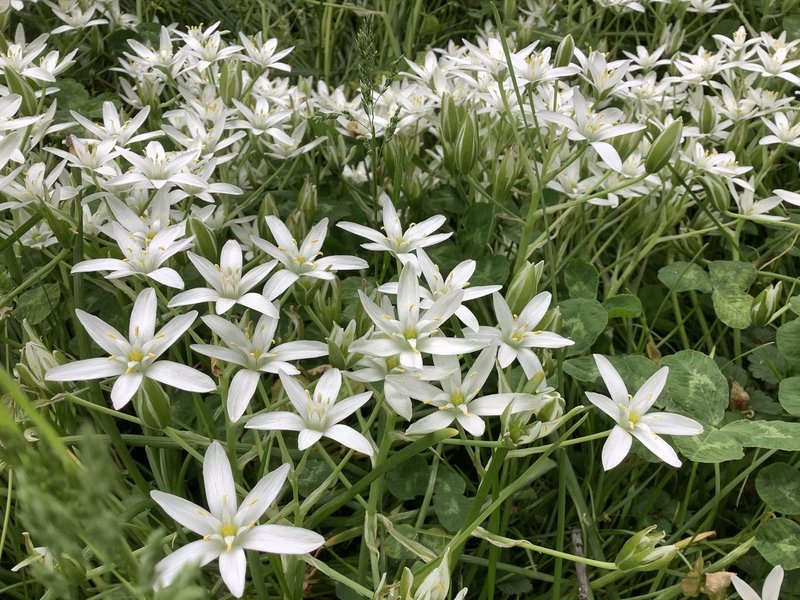 花に癒される スターオブベツレヘム Sojeongkim 真の自由を求め続け 心と体と魂を統合することにたどり着いたエネルギーヒーラー Note 花に癒される スターオブベツレヘム Sojeongkim 真の自由を求め続け 心と体と魂を統合することにたどり着いたエネルギーヒーラー Note
